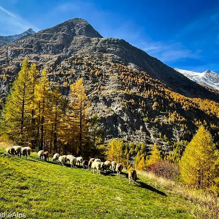 Chalet Haus Zer Traechu Saas-Almagell